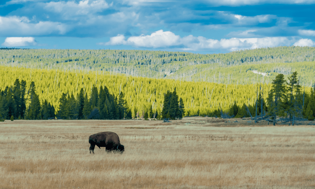 Una veduta del parco di Yellowstone. In primo piano una vasta distesa con erba dorata e un bufalo intento a brucare. Sullo sfondo, in progressione, abeti, delle colline verdeggianti e un cielo azzurro con pennellate di nuvole bianche.