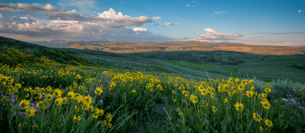 Veduta del parco di Yellowstone. In primo piano, un tappeto di fuori gialli e viola, e verso lo sfondo un prato verde, tagliato dalla luce di un sole al tramonto e un cielo tinto di tonalità che vanno dall'azzurro all'arancio. Qualche nuvola completa il quadro bucolico in perfetto stile 